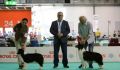 Indy & Napo BOB & BOS, entrambi Qualificati al Crufts 2019, all'Expo Internazionale di Milano del 15/06/2018