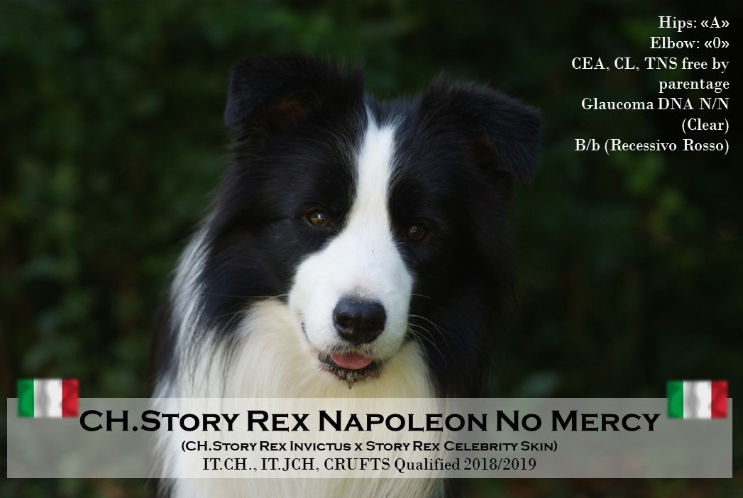 Story Rex Napoleon No Mercy “Napo” CAMPIONE ITALIANO!!!