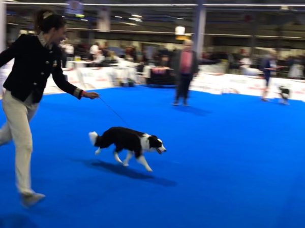 European Dog Show 2018: Kalì New European Future 2018!!!