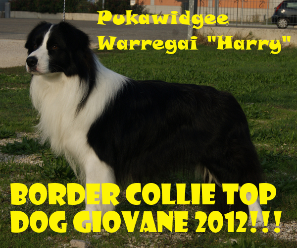 Harry Border Collie TOP DOG GIOVANE 2012